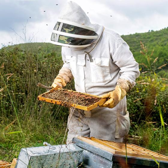 abeilles